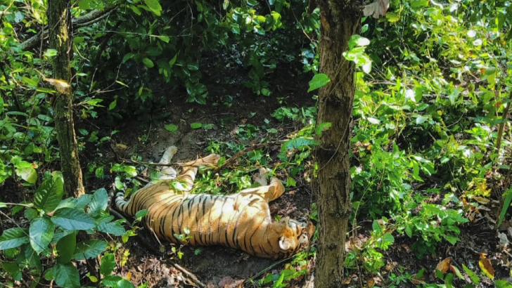 https://salarnews.in/public/uploads/images/newsimages/maannewsimage04102025_230406_Tiger MM Hills.png